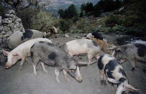 the_pig_farm