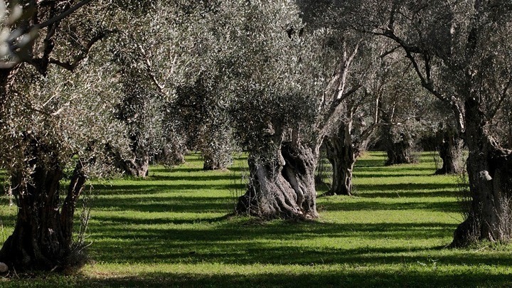 eimaste-etoimoi-gia-ti-dakoktonia-leei-o-arachovitis-apo-tin-kriti-143164