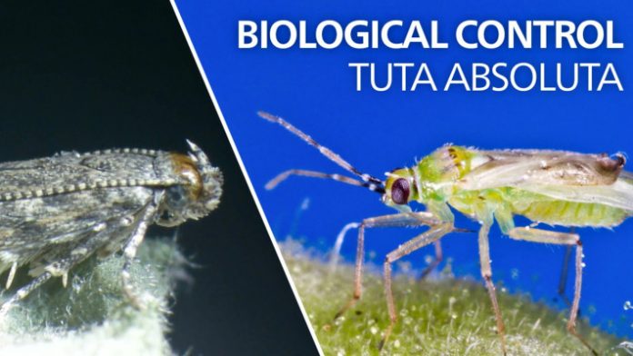 tuta-absoluta-ntomata