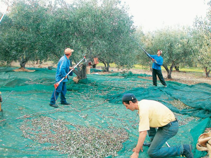 AGROTES-mazevoun-elies