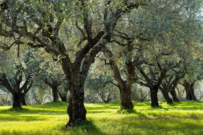 CLIMATREE: Οι δενδρώδεις καλλιέργειες στη μάχη κατά της κλιματικής αλλαγής CLIMATREE: Οι δενδρώδεις καλλιέργειες στη μάχη κατά της κλιματικής αλλαγής