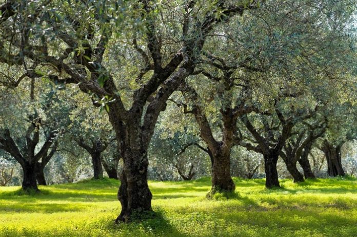 CLIMATREE: Οι δενδρώδεις καλλιέργειες στη μάχη κατά της κλιματικής αλλαγής