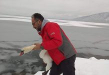 Εγκλωβισμένα πουλιά στην παγωμένη λίμνη της Καστοριάς σώζουν εθελοντές