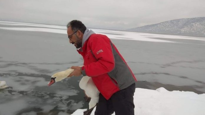 Εγκλωβισμένα πουλιά στην παγωμένη λίμνη της Καστοριάς σώζουν εθελοντές
