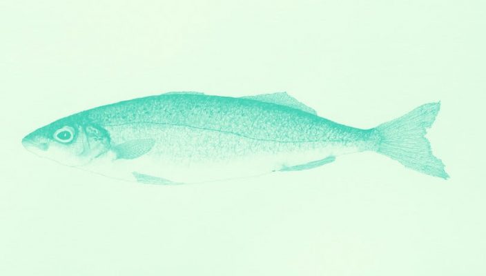 elliniki-kainotomia-afxanei-ti-diarkeia-zois-ton-freskon-psarion-146078