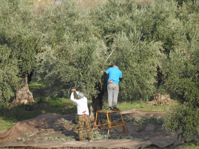 dakoktonia-ousiastikes-paremvaseis-zitoun-oi-foreis-tis-peloponnisou-145025