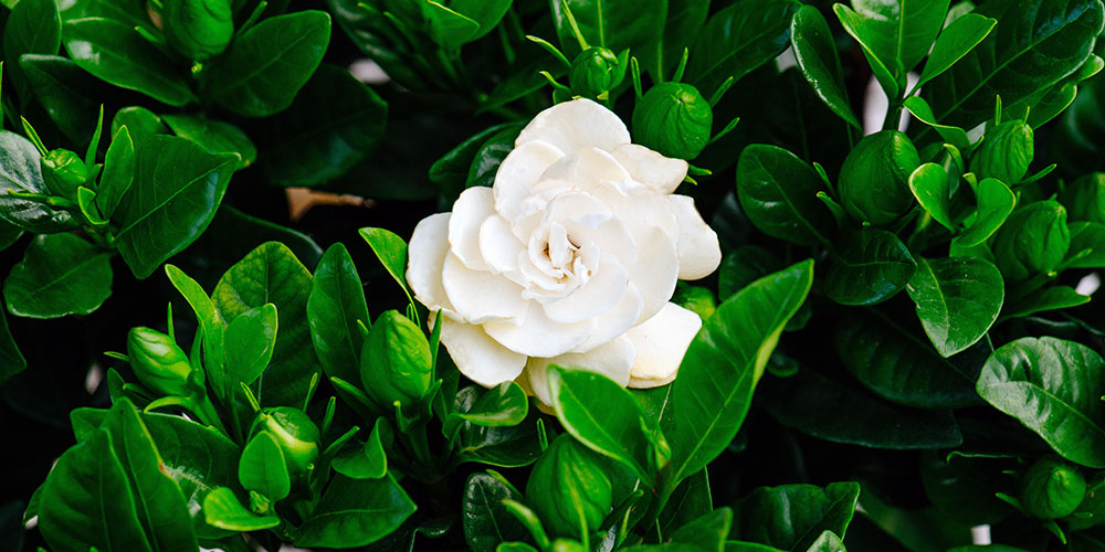 i-ellada-defteri-stin-paragogi-gardenias-stin-evropi-147183