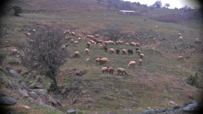 pyr-omadon-gia-to-dimosievma-peri-ypotithemenou-prim-exodou-ton-aigoprovatrofon-145617