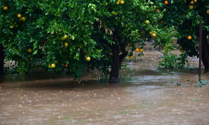 Μεγάλη καταστροφή στην Ηλεία από την βροχόπτωση – Πλημμύρισε ο κάμπος του Αλφειού Μεγάλη καταστροφή στην Ηλεία από την βροχόπτωση – Πλημμύρισε ο κάμπος του Αλφειού