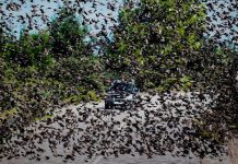 Σμήνη από αγριοπούλια κατέλαβαν δρόμο στην Αταλάντη