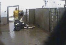 Σοκ στην Πολωνία: Σφάζουν άρρωστες αγελάδες και πουλάνε το κρέας τους