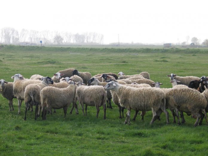 voskotopoi-zoa-ktinotrofoi voskotopoi-zoa-ktinotrofoi