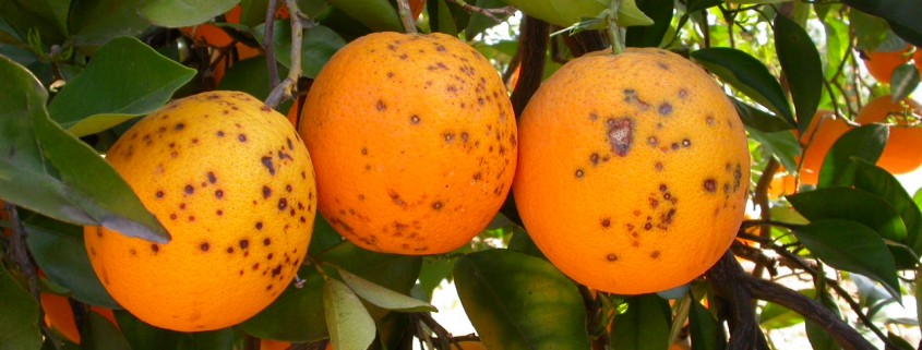 esperidoeidi-i-ee-afstiropoiei-tis-prodiagrafes-eisagogon-apo-n-afriki-150386