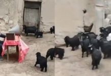 Κινέζος κτηνοτρόφος κάνει «συνέλευση» με τις κατσίκες του για να αυξηθούν τα κέρδη του (βίντεο)