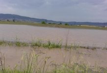 Αγροτικός Σύλλογος Φυτικής Παραγωγής Θηβών: Σοβαρά προβλήματα στις καλλιέργειες λόγω βροχοπτώσεων