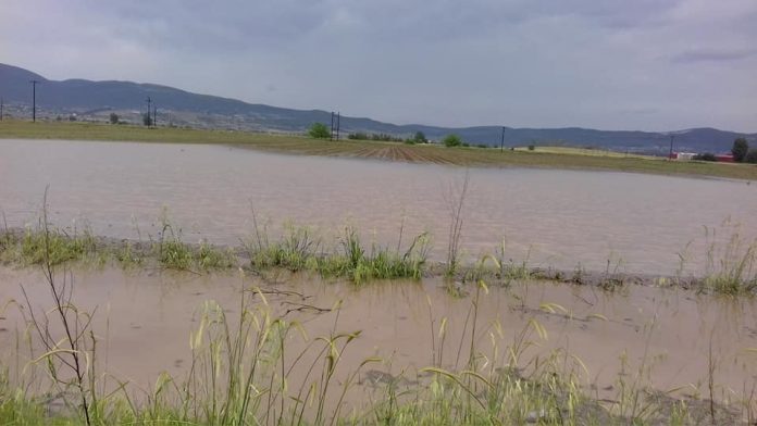 Αγροτικός Σύλλογος Φυτικής Παραγωγής Θηβών: Σοβαρά προβλήματα στις καλλιέργειες λόγω βροχοπτώσεων