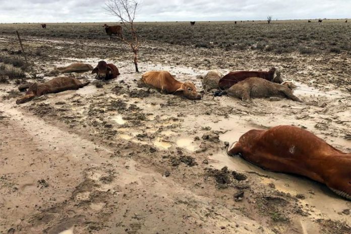 Αυστραλία: Εκατοντάδες χιλιάδες βοοειδή νεκρά από τις πλημμύρες - Σχεδιάζουν τη ρίψη ζωοτροφών από αέρα
