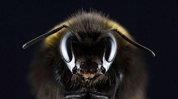 Έρευνα: Οι μέλισσες αγαπούν την κάνναβη