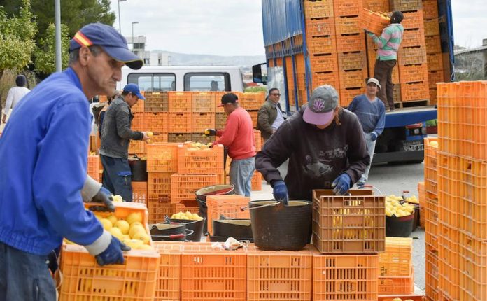 Ούτε το ισπανικό λεμόνι άφησε στο απυρόβλητο φέτος το τουρκικό Ούτε το ισπανικό λεμόνι άφησε στο απυρόβλητο φέτος το τουρκικό