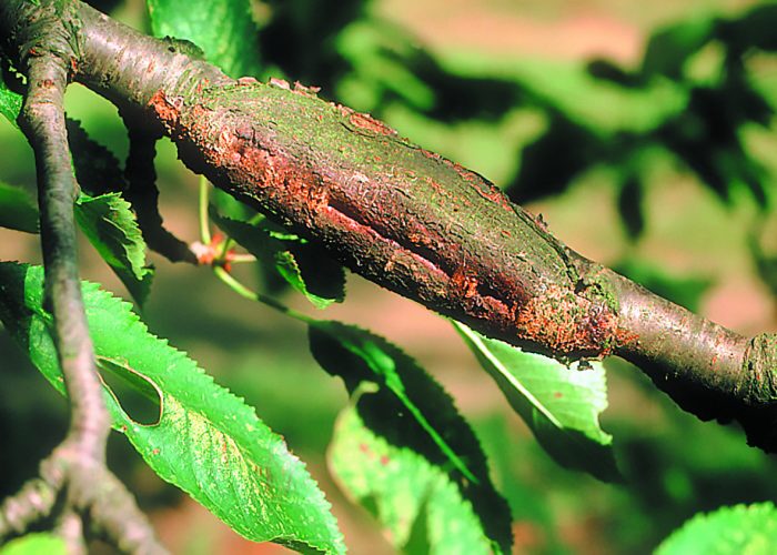 kerasi-pella-kalliergia