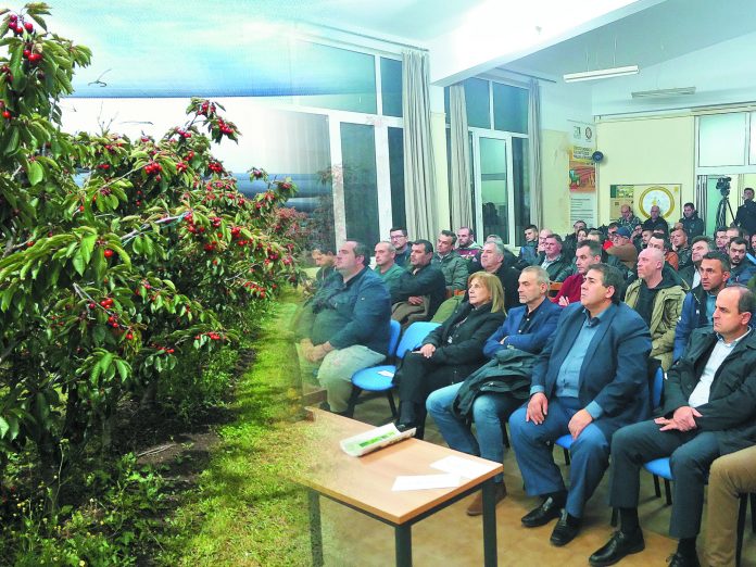 kerasi-pella-kalliergia-imerida Στην περιοχή της πέλλας καλλιεργείται το 70% της πανελλαδικής παραγωγής