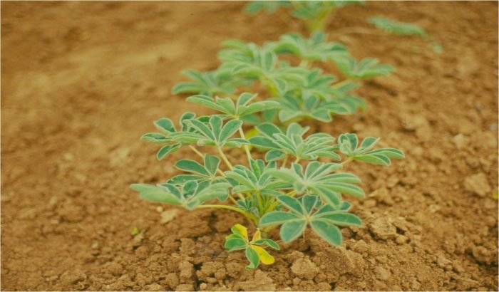 Η πρωτεΐνη που περιέχει ο σπόρος του λούπινου καλύπτει σε σημαντικό βαθμό τις ανάγκες του σιτηρεσίου για τα ζώα μου»