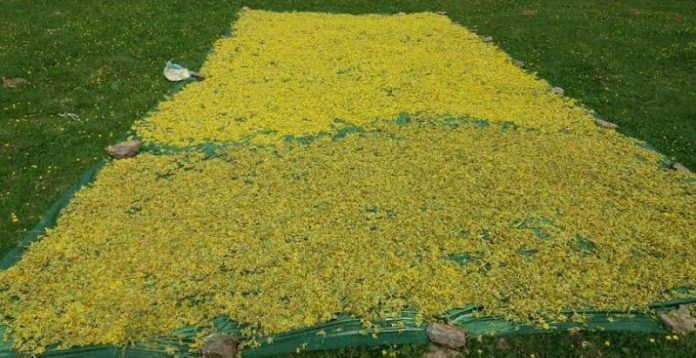Μπορούν να καλλιεργηθούν τα αρωματικά φυτά της Πίνδου; Μπορούν να καλλιεργηθούν τα αρωματικά φυτά της Πίνδου;