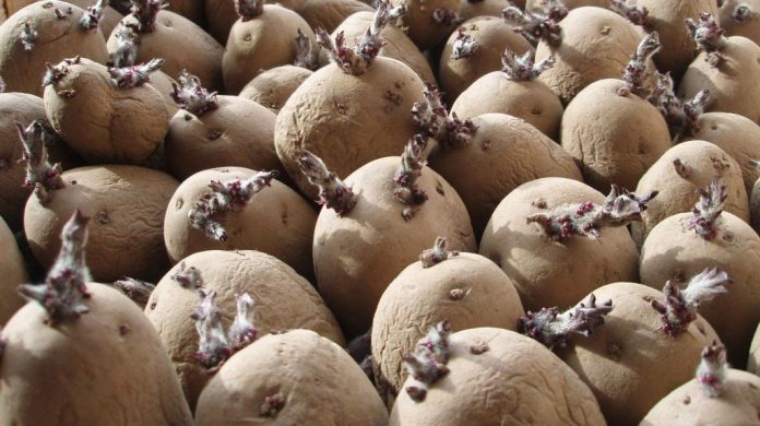 patata-patatosporos Η οργάνωση των πατατοκαλλιεργητών των βορειοδυτικών χωρών εκφράζει ανησυχία και για την επάρκεια νερού