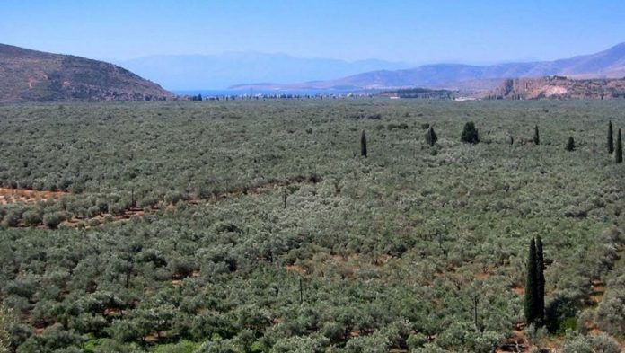 Προκηρύχθηκε η δράση για την προστασία του παραδοσιακού ελαιώνα Άμφισσας – Από 25/2 η υποβολή αιτήσεων Προκηρύχθηκε η δράση για την προστασία του παραδοσιακού ελαιώνα Άμφισσας – Από 25/2 η υποβολή αιτήσεων