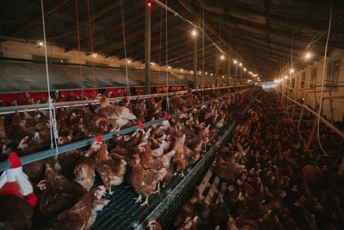 τα βιολογικά αβγά που παράγουν οι 3.000 κότες που εκτρέφουν