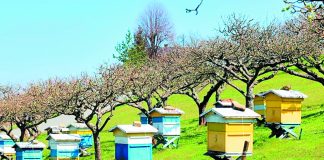 Εγκρίθηκε η υλοποίηση του μελισσοκομικού προγράμματος για το 2019