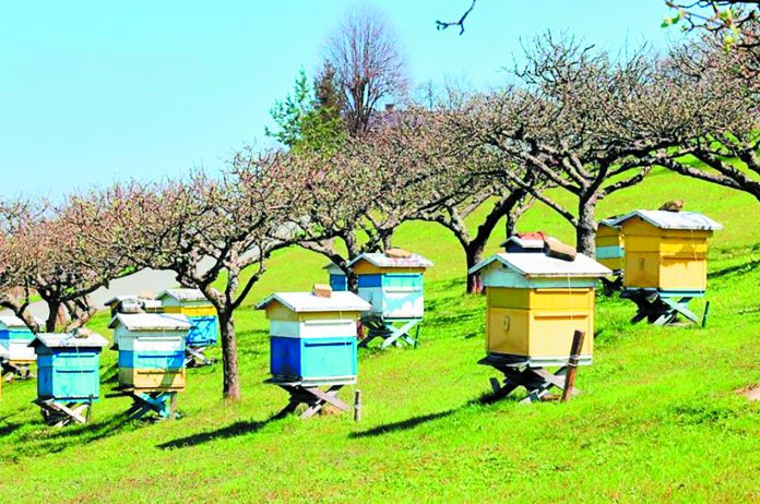 Εγκρίθηκε η υλοποίηση του μελισσοκομικού προγράμματος για το 2019