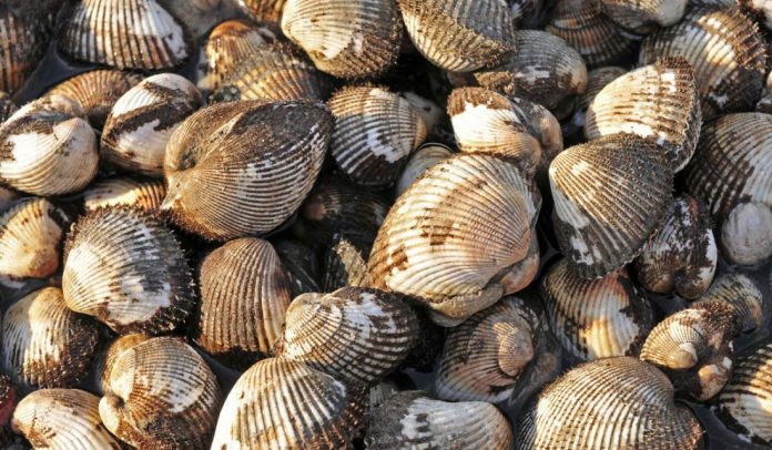 Ενημέρωση ΕΦΕΤ σχετικά με την κατάσχεση ακατάλληλων οστρακοειδών στον Έβρο Ενημέρωση ΕΦΕΤ σχετικά με την κατάσχεση ακατάλληλων οστρακοειδών στον Έβρο