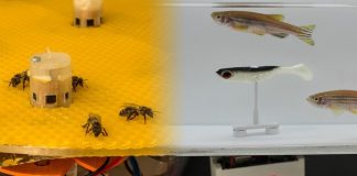 Μέλισσες στην Αυστρία και ψάρια στην Ελβετία «επικοινώνησαν» μεταξύ τους με τη βοήθεια ρομπότ