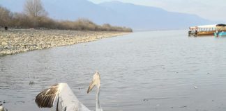 Απελευθέρωση άγριων πουλιών στη λίμνη Κερκίνη
