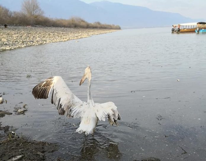 Απελευθέρωση άγριων πουλιών στη λίμνη Κερκίνη Απελευθέρωση άγριων πουλιών στη λίμνη Κερκίνη