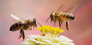Η μείωση των πληθυσμών των μελισσών αποτελεί πραγματικό λόγο ανησυχίας