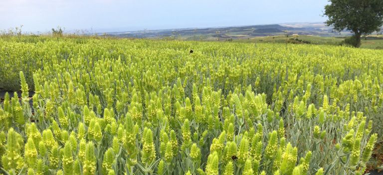 kalliergies-inoni-tsai