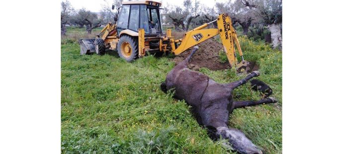 Καλώδιο της ΔΕΗ κόπηκε και τραυμάτισε θανάσιμα άλογο και σκύλο στη Ζάκυνθο