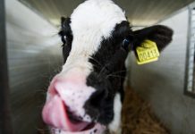 «Κάθε μήνα και πιο χαμηλά η τιμή του αγελαδινού γάλακτος», λέει η ΕΦΧΕ