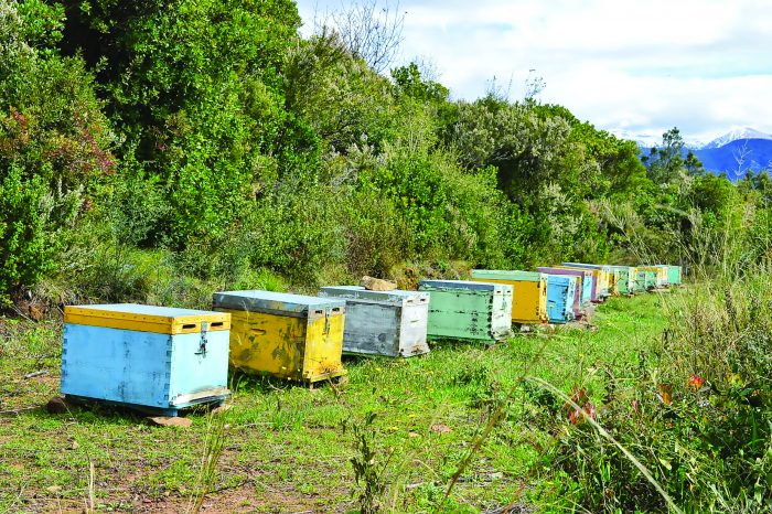 Παραφυάδες και βασιλοτροφία
