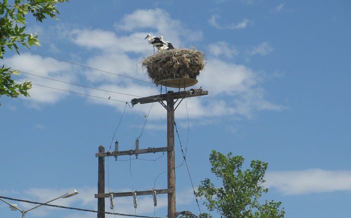 "Μην ενοχλείτε τους πελαργούς" προτρέπει ο Φορέας Διαχείρισης Θερμαϊκού