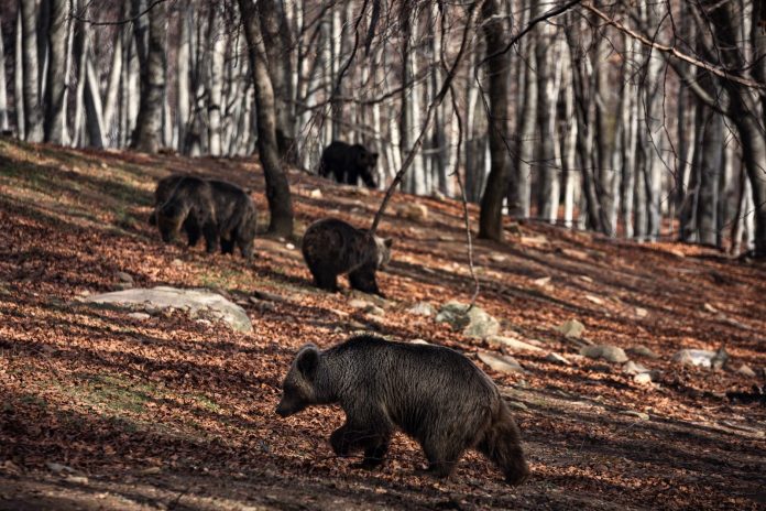 Νυμφαίο: Ξύπνησαν οι αρκούδες από το χειμέριο λήθαργο...όλες εκτός από τη Βέσνα