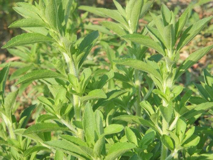 stevia-fito stevia-fito