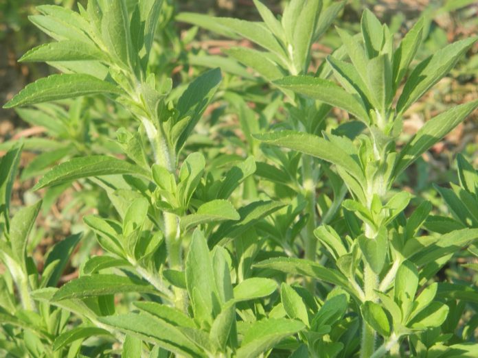 stevia-fito