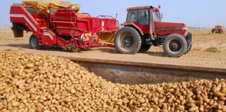 Στους 200.000 τόνους οι εξαγωγές πατάτας Αιγύπτου προς την ΕΕ