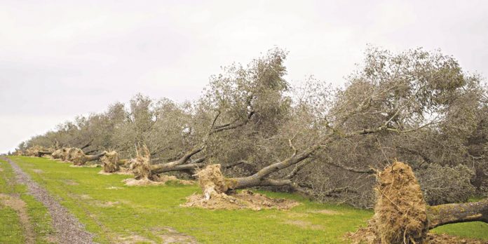 Νέο συναγερμός στην Αργολίδα για την Xylella