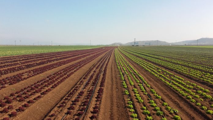 Μία ακόμα καλή χρόνια μετρούν οι παραγωγοί των Ιρίων Μία ακόμα καλή χρόνια μετρούν οι παραγωγοί των Ιρίων
