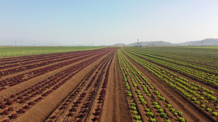 Μία ακόμα καλή χρόνια μετρούν οι παραγωγοί των Ιρίων