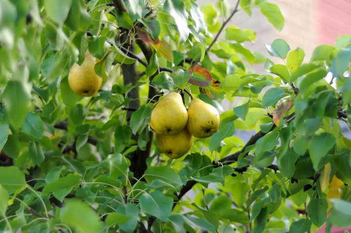 αχλαδιά φροντίδες αχλαδιά φροντίδες